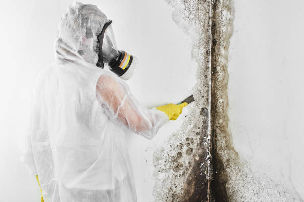 Reliable Kempner, TX Mold Removal Solutions