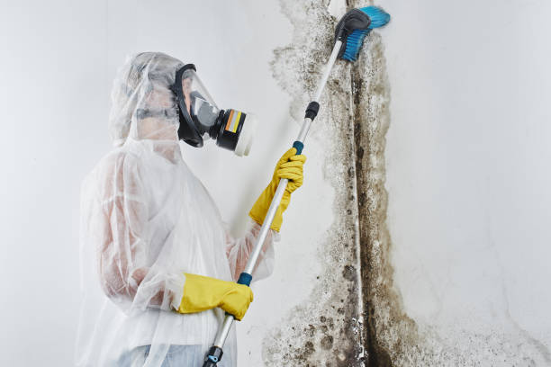 Best Mold Testing  in Kempner, TX