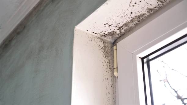 Best Emergency Mold Removal  in Kempner, TX