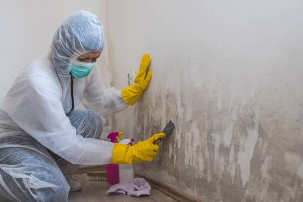 Best Mold Cleaning Services  in Kempner, TX