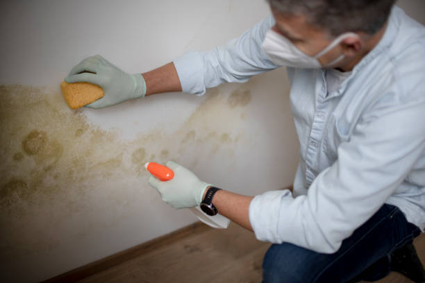 Office Mold Removal Services in Kempner, TX