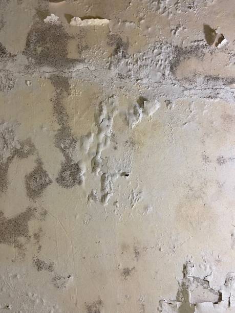 Home Mold Removal in Kempner, TX