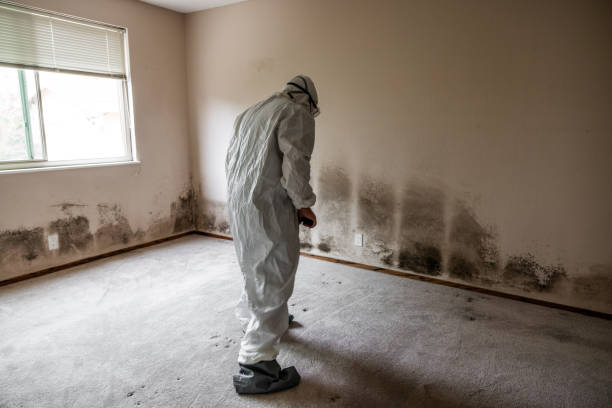 Best Crawl Space Mold Removal  in Kempner, TX