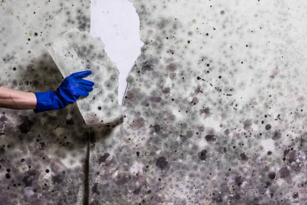 Best Mold Damage Repair  in Kempner, TX