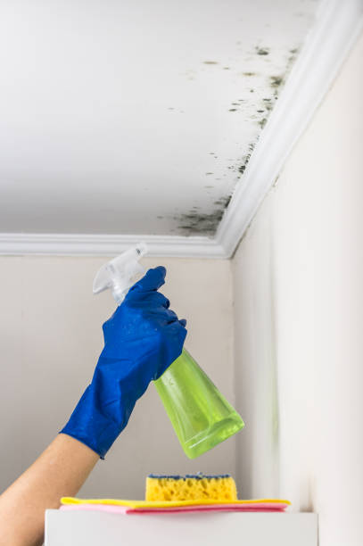 Best Best Mold Removal Companies  in Kempner, TX